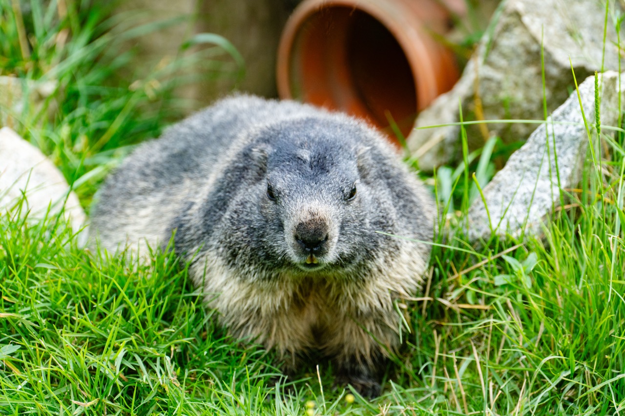 Marmot w Tatrzańskim Parku Edukacyjnym, w otoczeniu trawy i kamieni, idealny przykład lokalnej fauny.