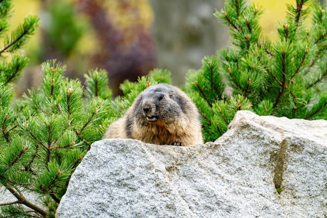 Marmot na głazie w Tatrzańskim Parku Edukacyjnym, otoczony zielonymi iglakami.