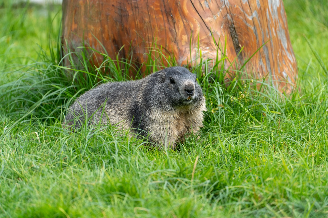 Marmot w Tatrzańskim Parku Edukacyjnym, otoczony zieloną trawą i drewnianym elementem w tle.
