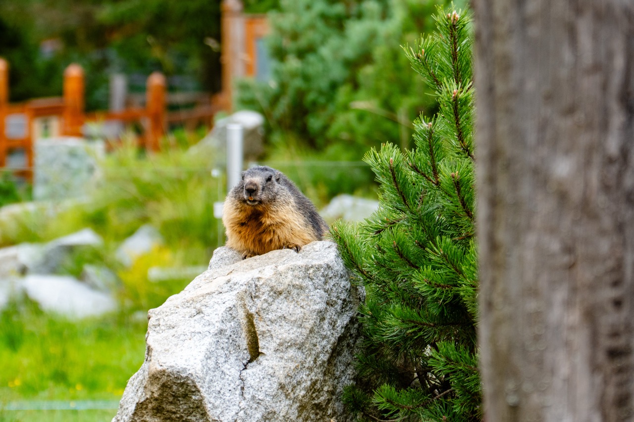 Marmot siedzący na głazie w Tatrzańskim Parku Edukacyjnym, otoczony zielenią i naturalnym krajobrazem.
