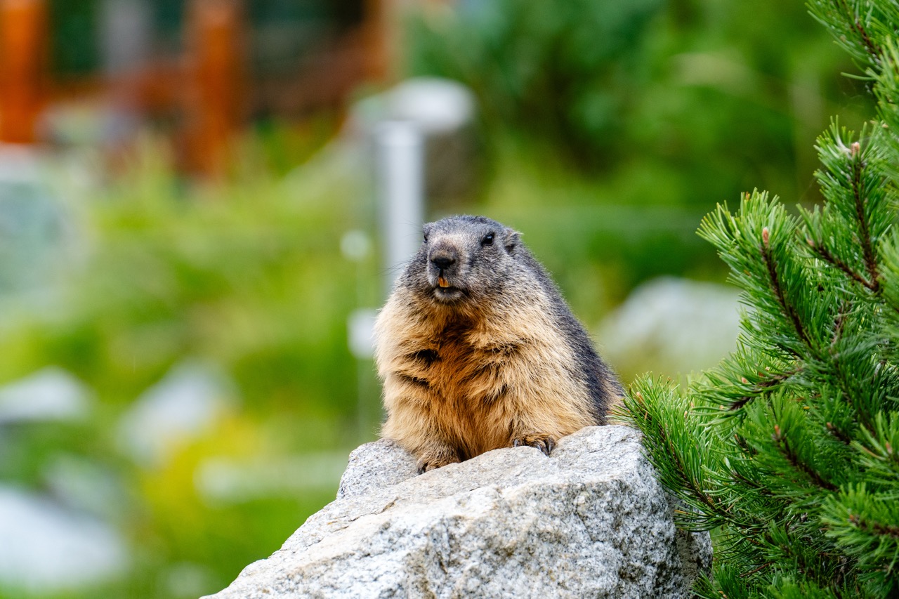 Marmot siedząca na głazie w Tatrzańskim Parku Edukacyjnym, otoczona zielenią.