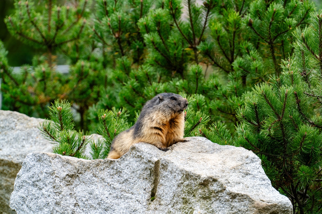 Marmot na głazie w Tatrzańskim Parku Edukacyjnym, otoczony zielonymi iglakami.
