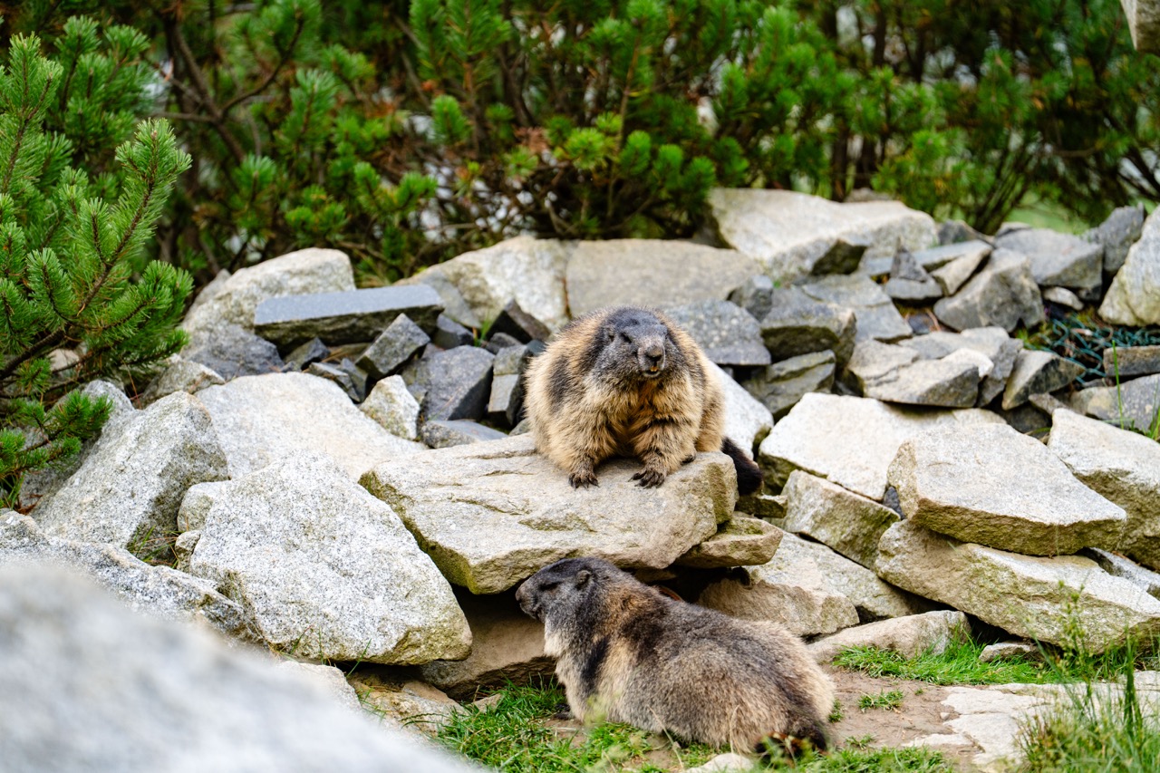 Marmoty w Tatrzańskim Parku Edukacyjnym, relaksujące się na głazach w naturalnym otoczeniu.