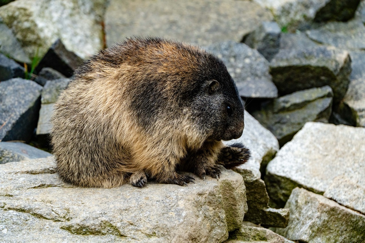 Marmot siedząca na głazach w Tatrzańskim Parku Edukacyjnym, otoczona naturalnym krajobrazem.
