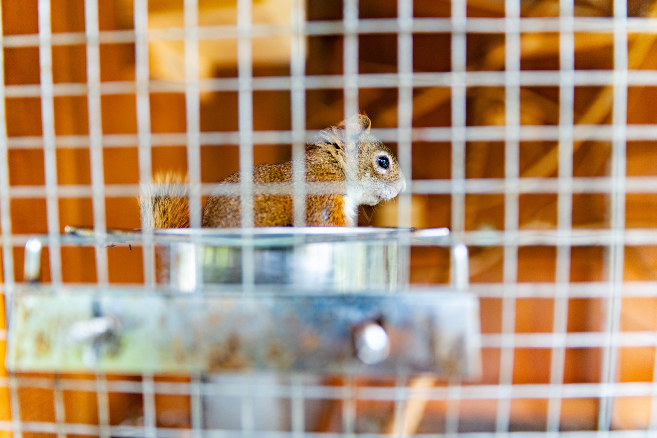 Squirrel in a cage at Tatrzański Park Edukacyjny, showcasing wildlife interaction in Szczecin.